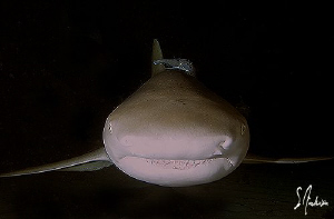 This image of a Lemon Shark was taken during a night dive... by Steven Anderson 